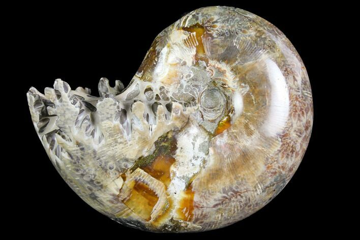 Polished, Agatized Ammonite (Phylloceras?) - Madagascar #149196